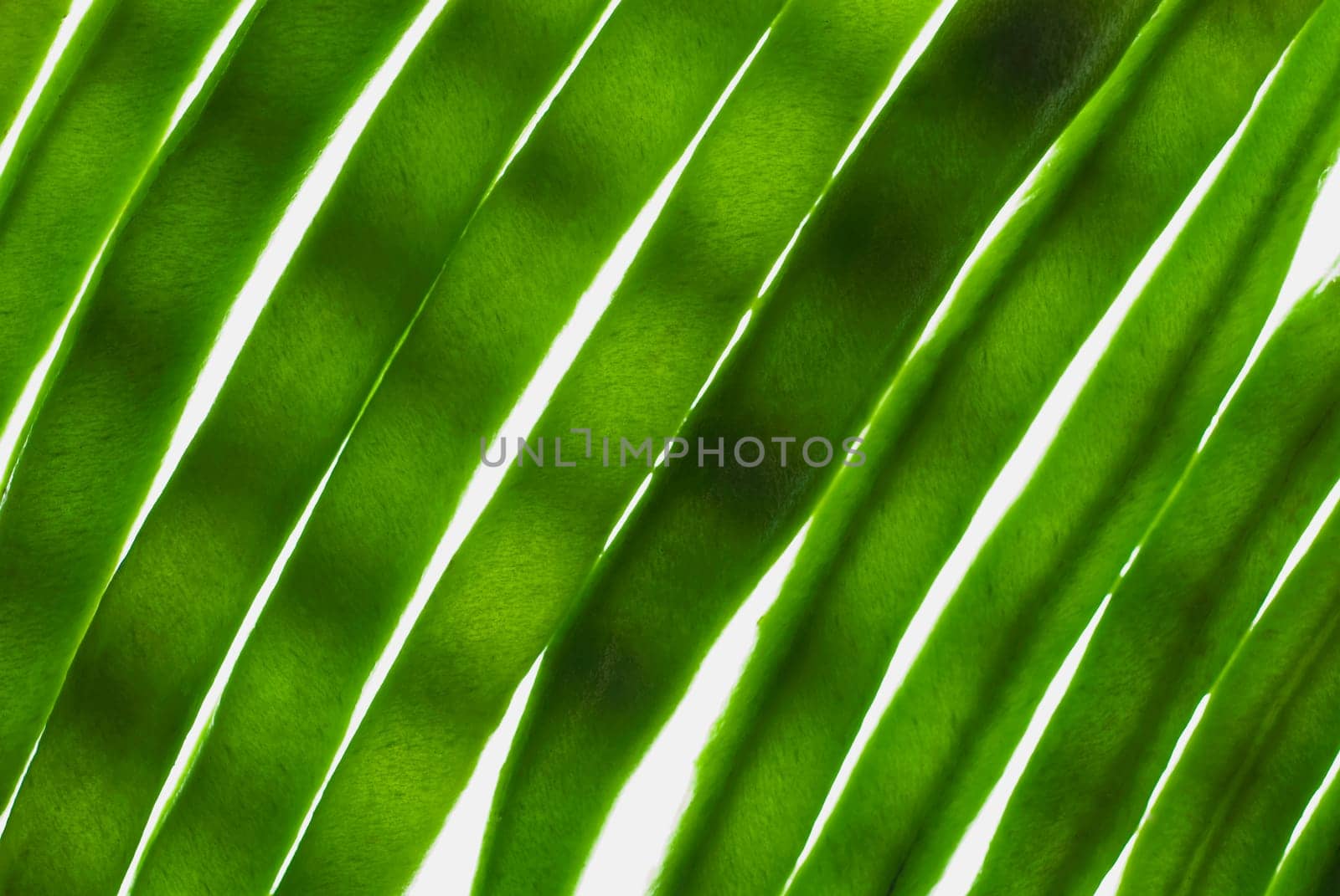 Close_up of green leaves