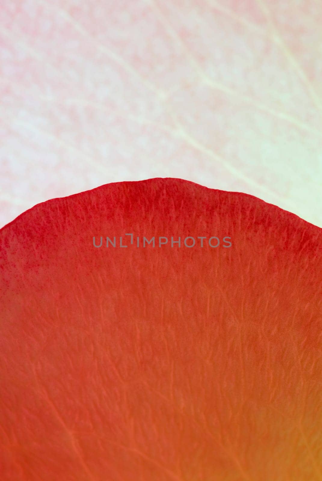 Close_up of a leaf