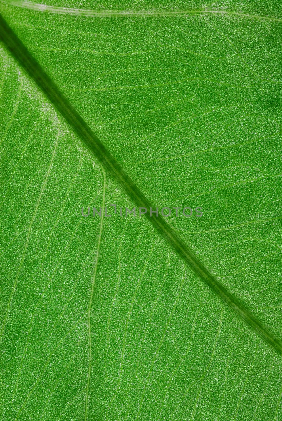 Close_up of a leaf