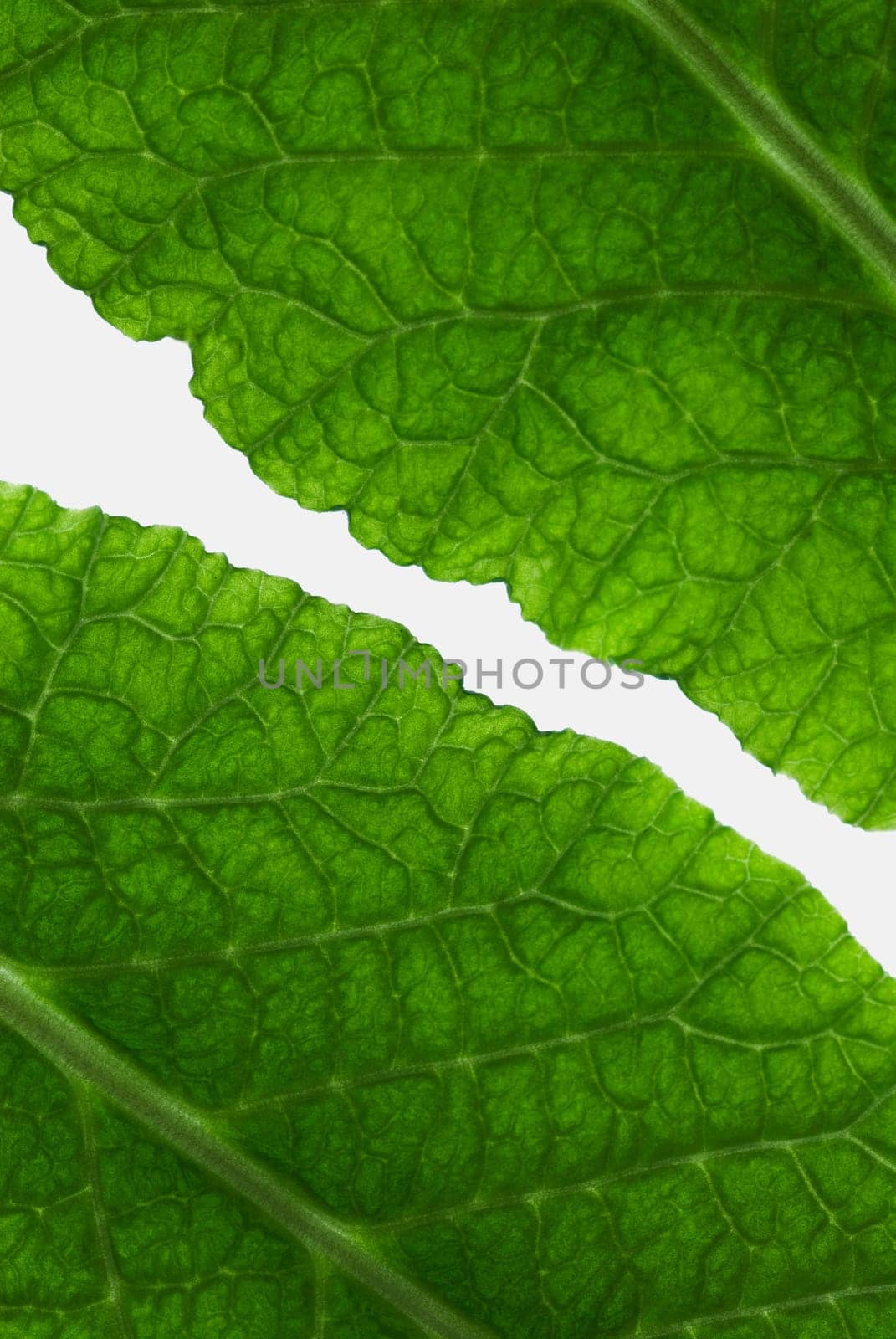 Close_up of leaves