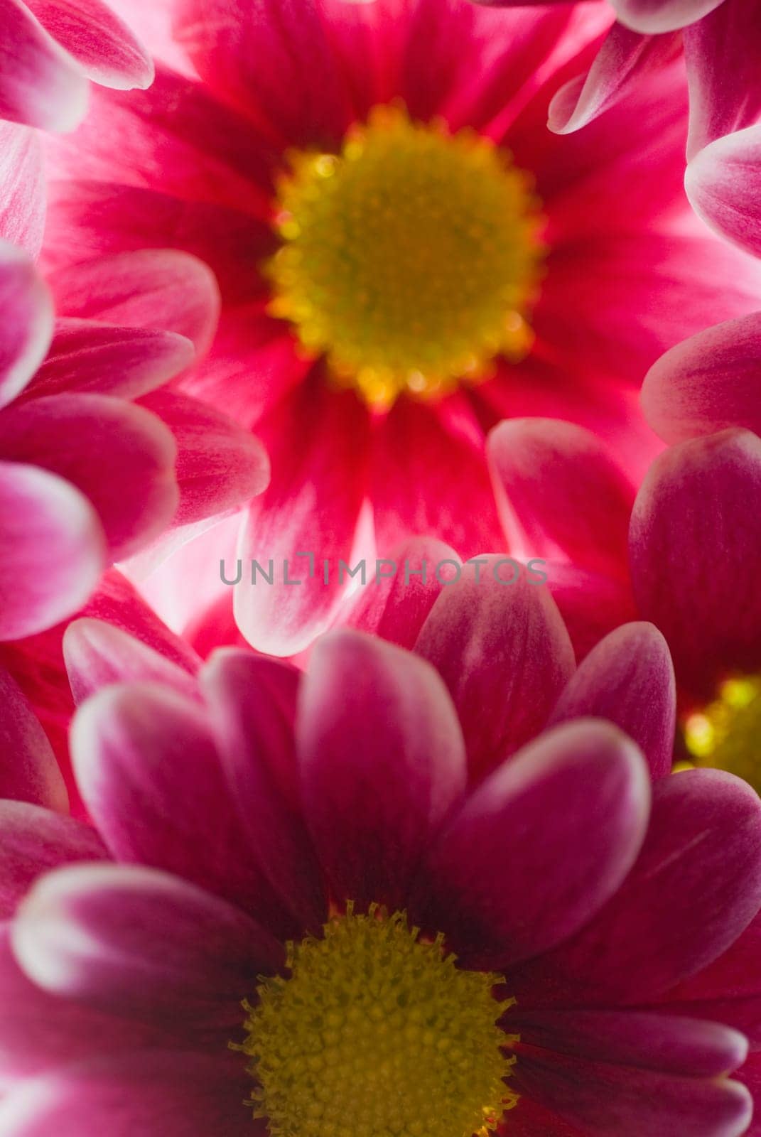 Close_up of flowers