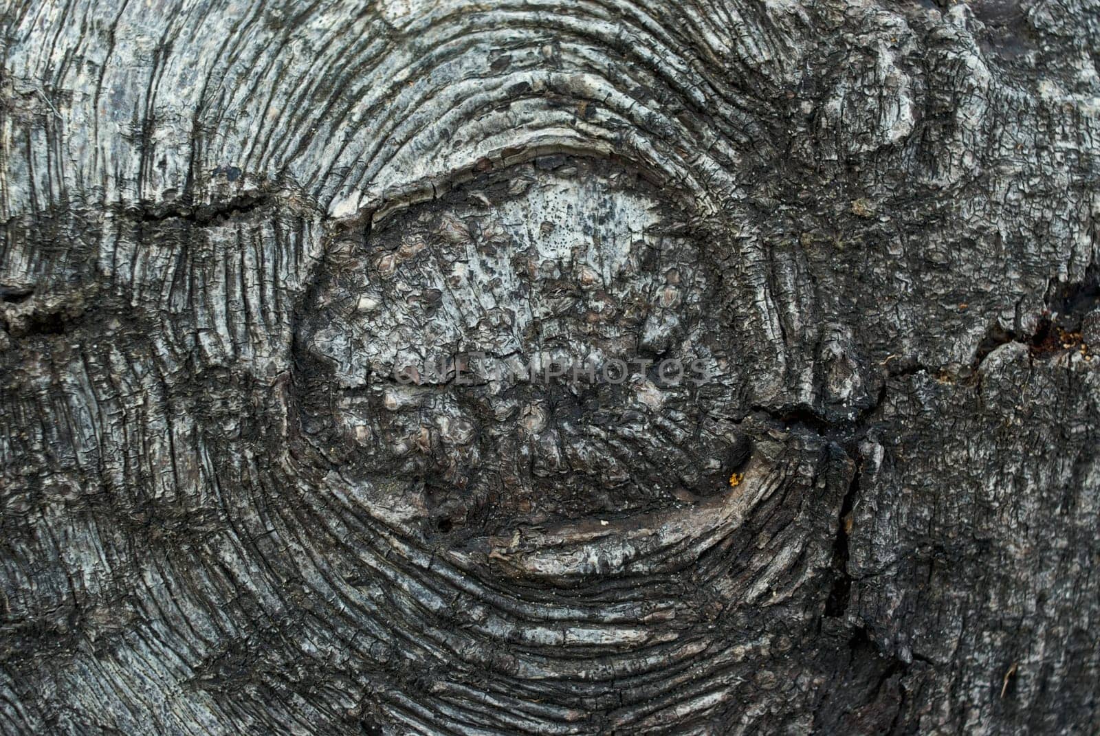 Close_up of knotted wood