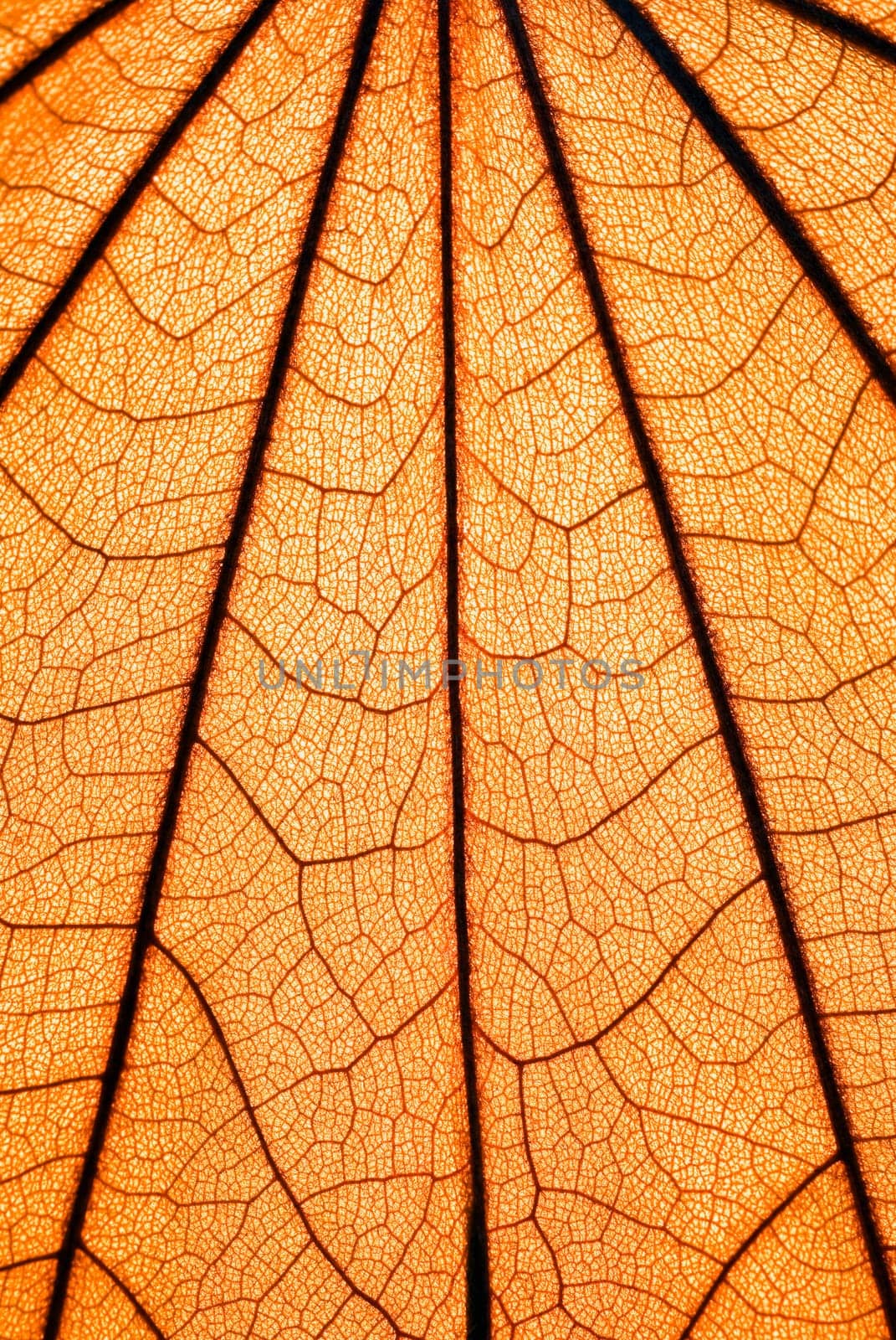 Close_up of a leaf