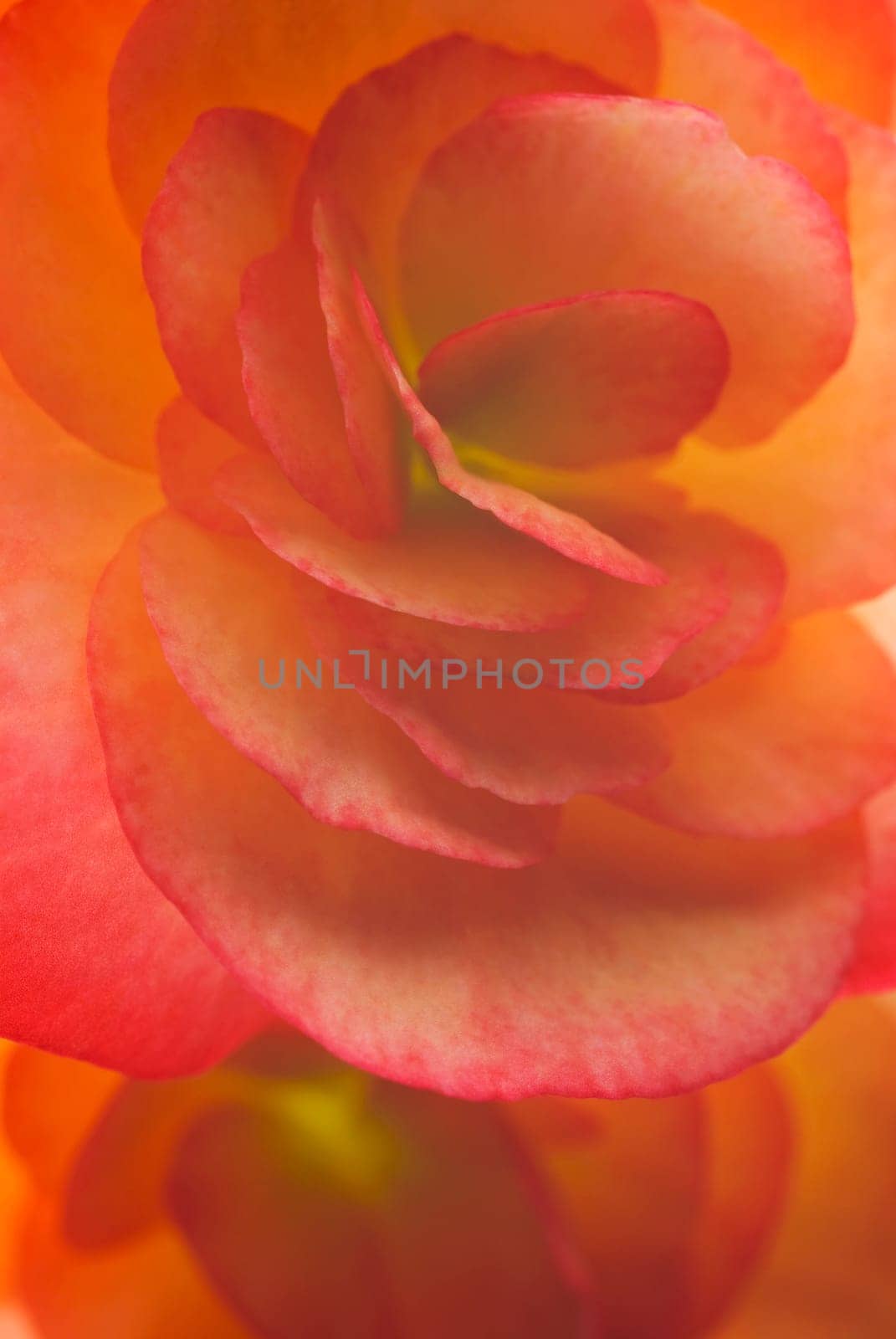 Close_up of a flower