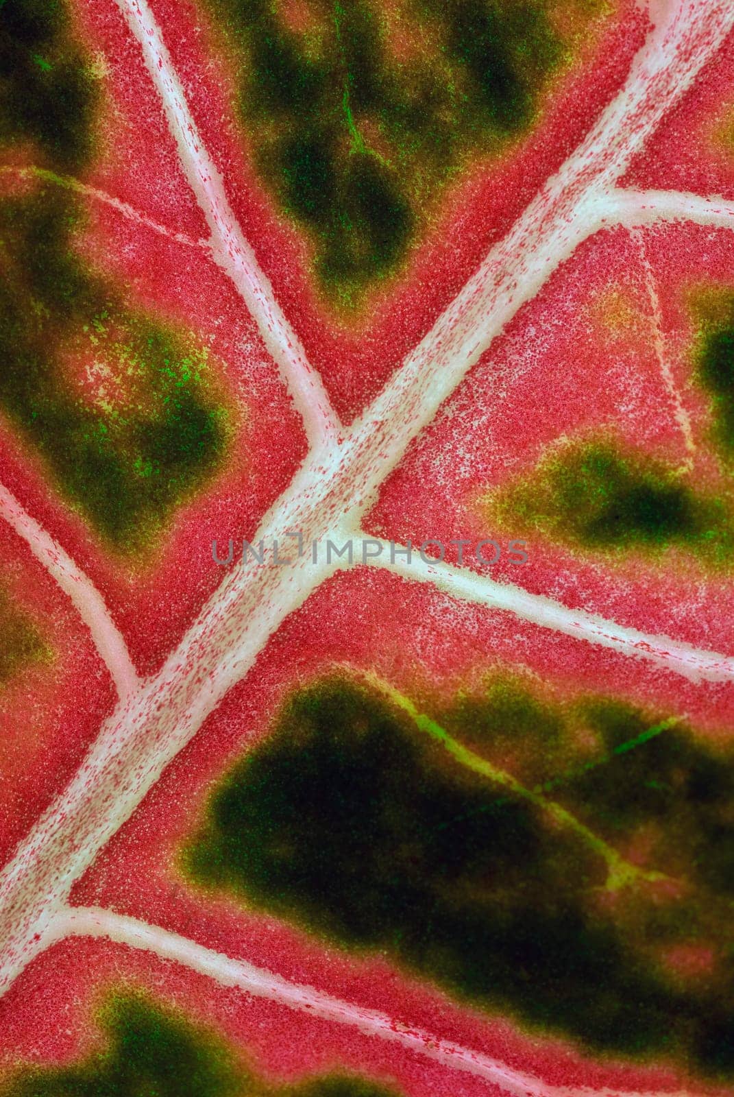 Close_up of a leaf