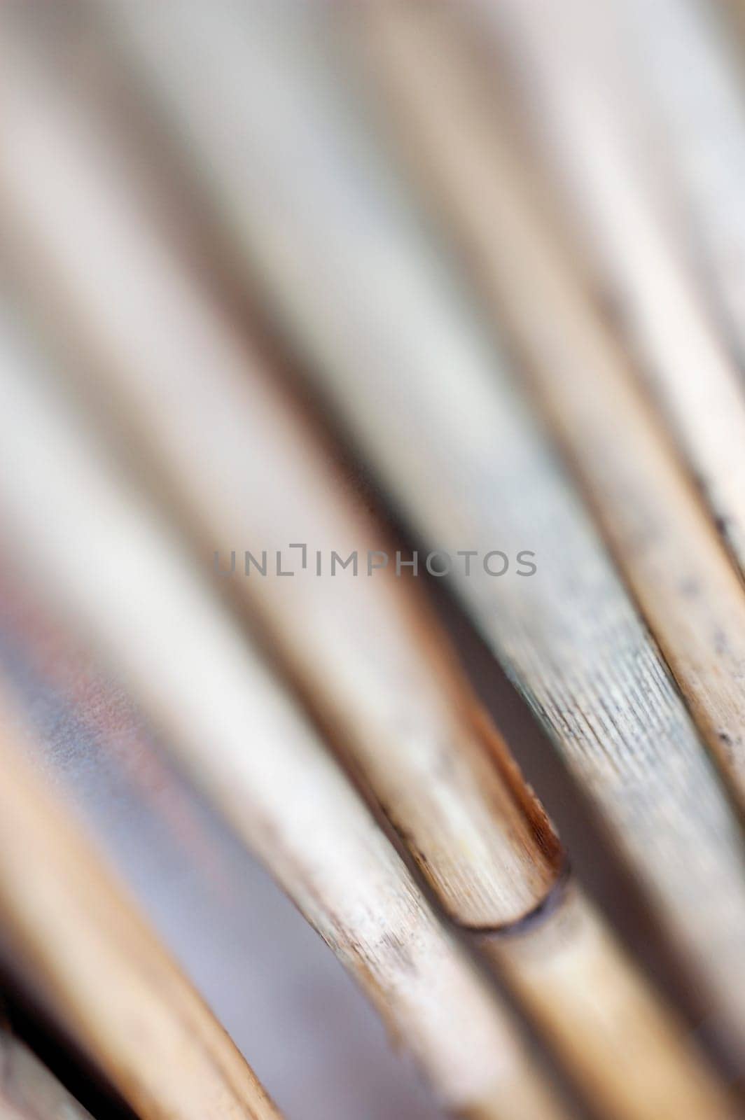 Close-up of dried sticks