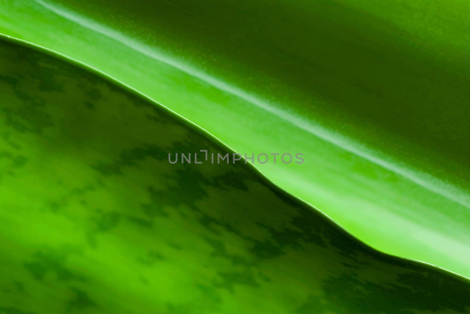 Close_up of a leaf