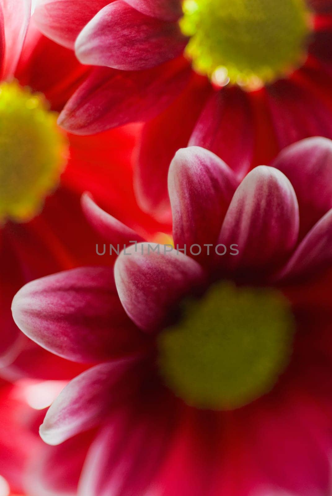 Close_up of flowers