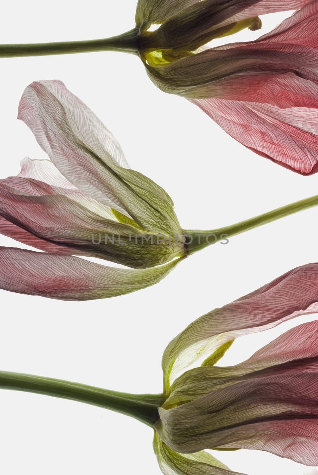 Close_up of dry flowers