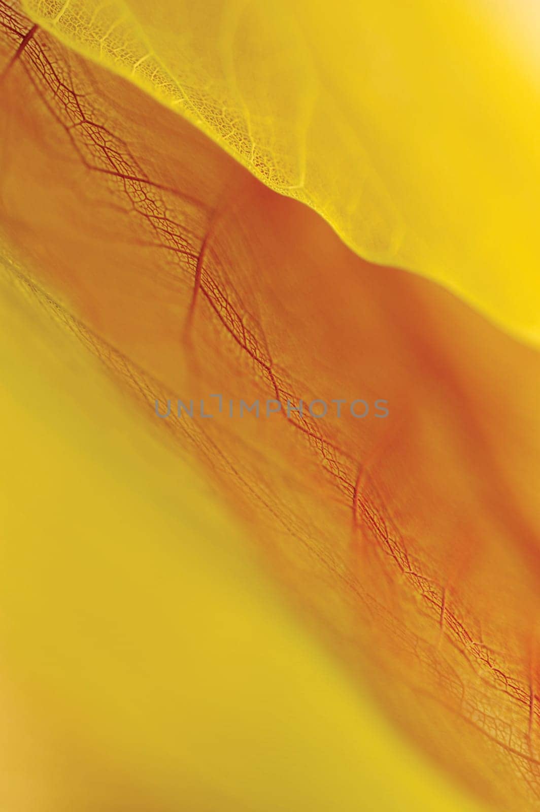Close-up of a dried leaf