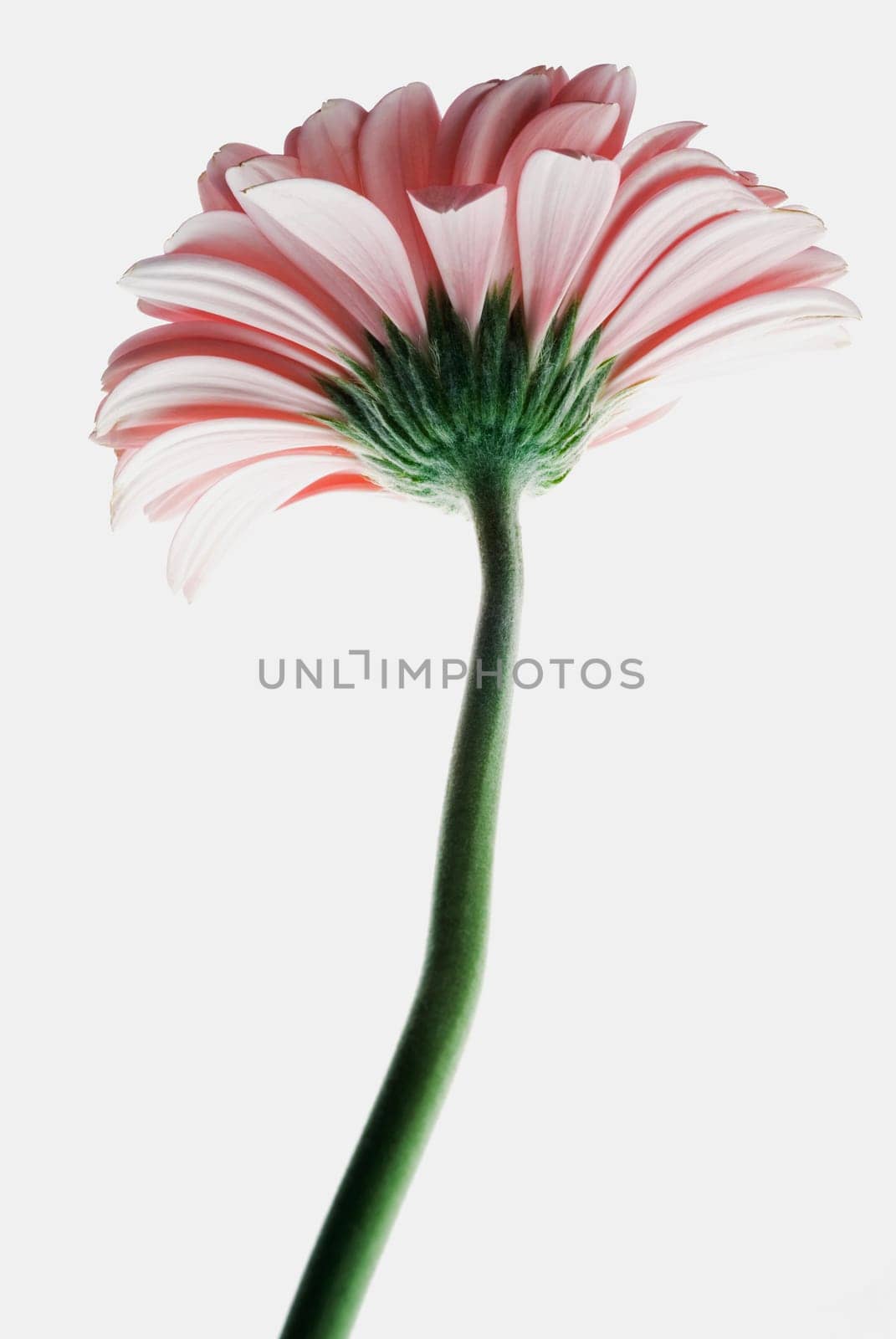 Close_up of a flower
