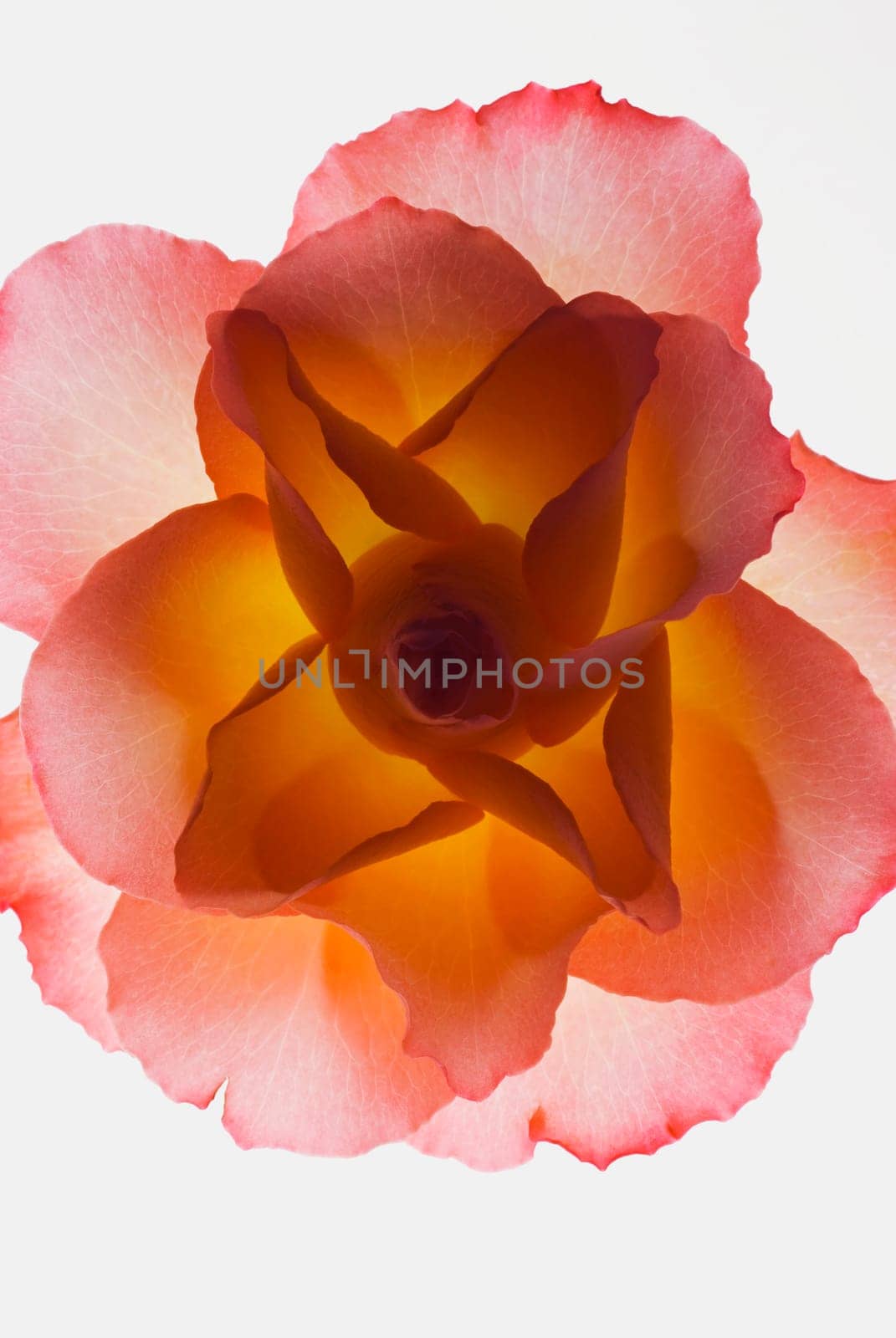 Close_up of a flower