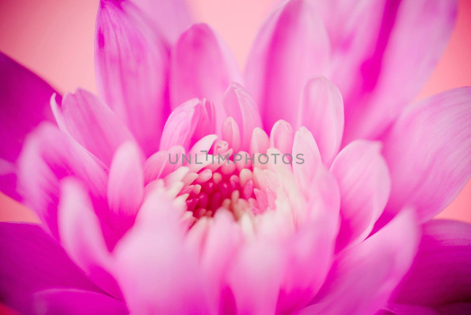 Close_up of a pink flower