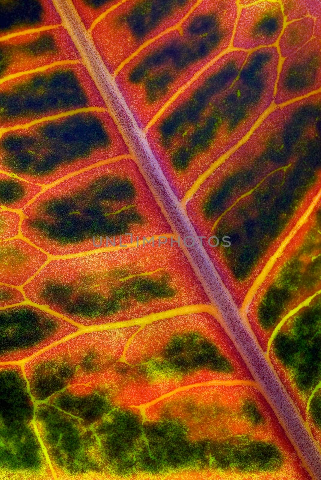 Close_up of a green leaf