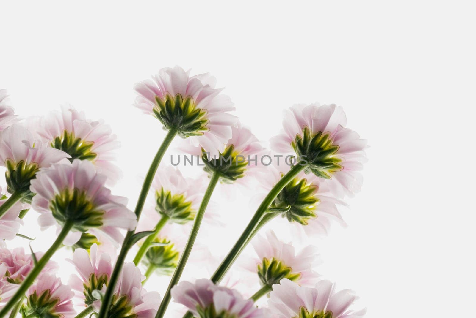 Close_up of flowers