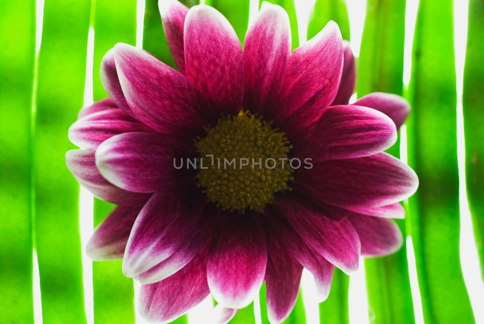 Close_up of a pink flower