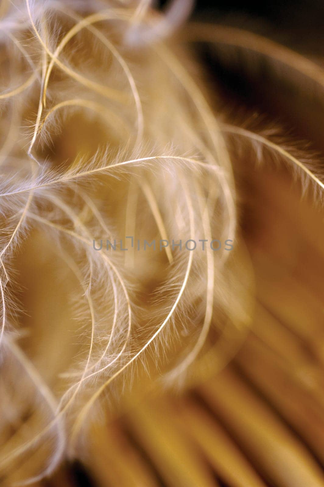 Close-up of dried weeds