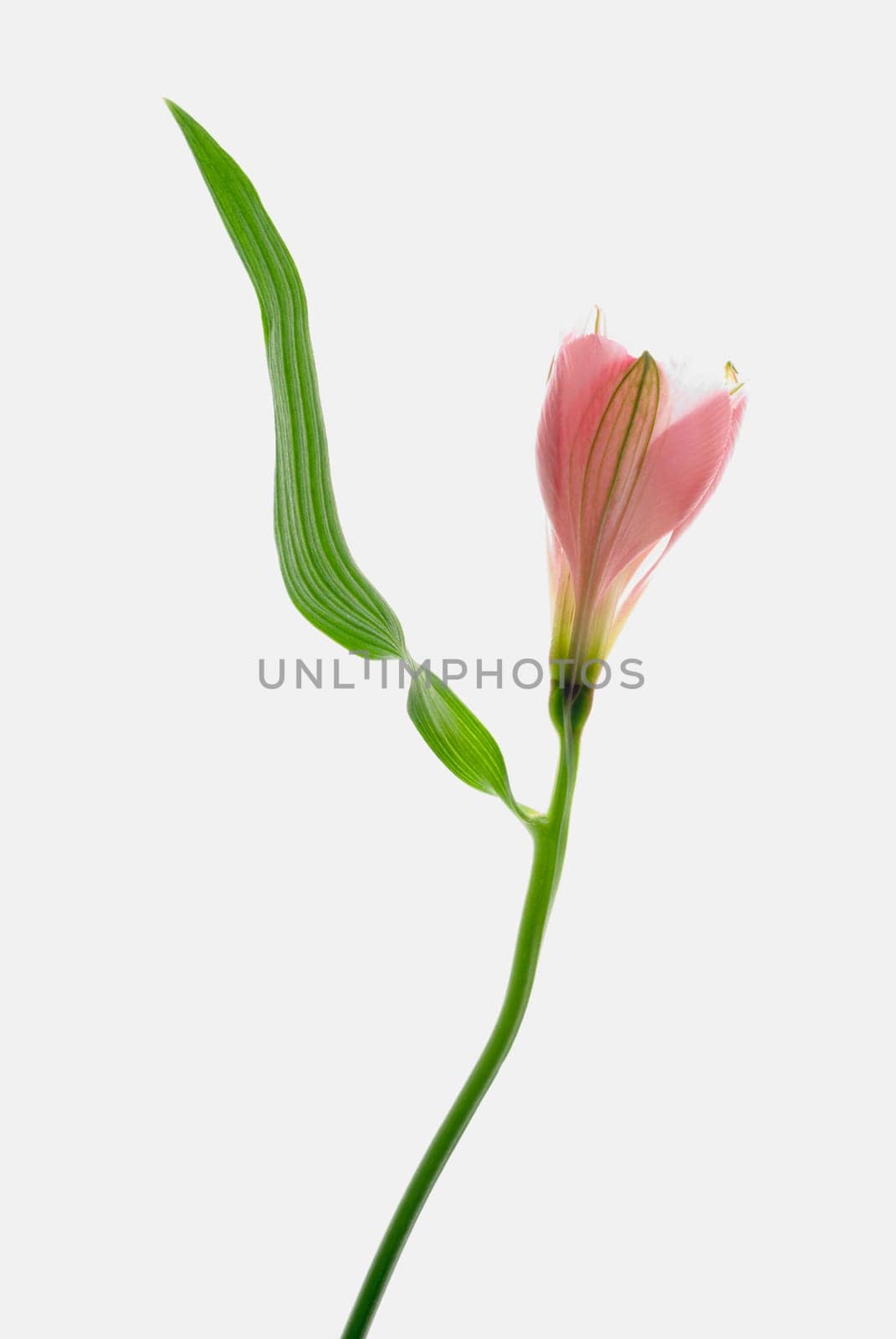 Close_up of a pink flower