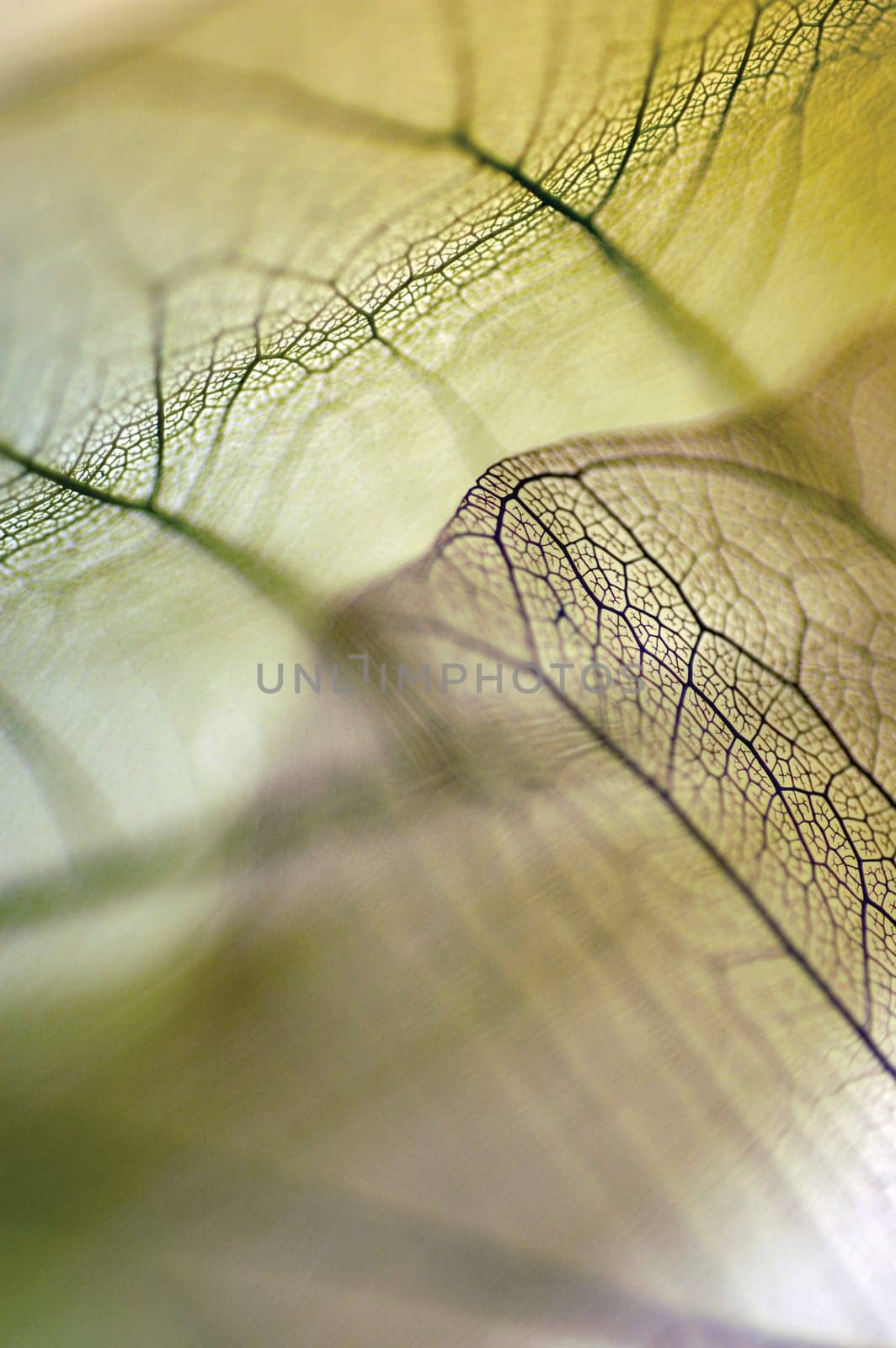 Close-up of dried leaves