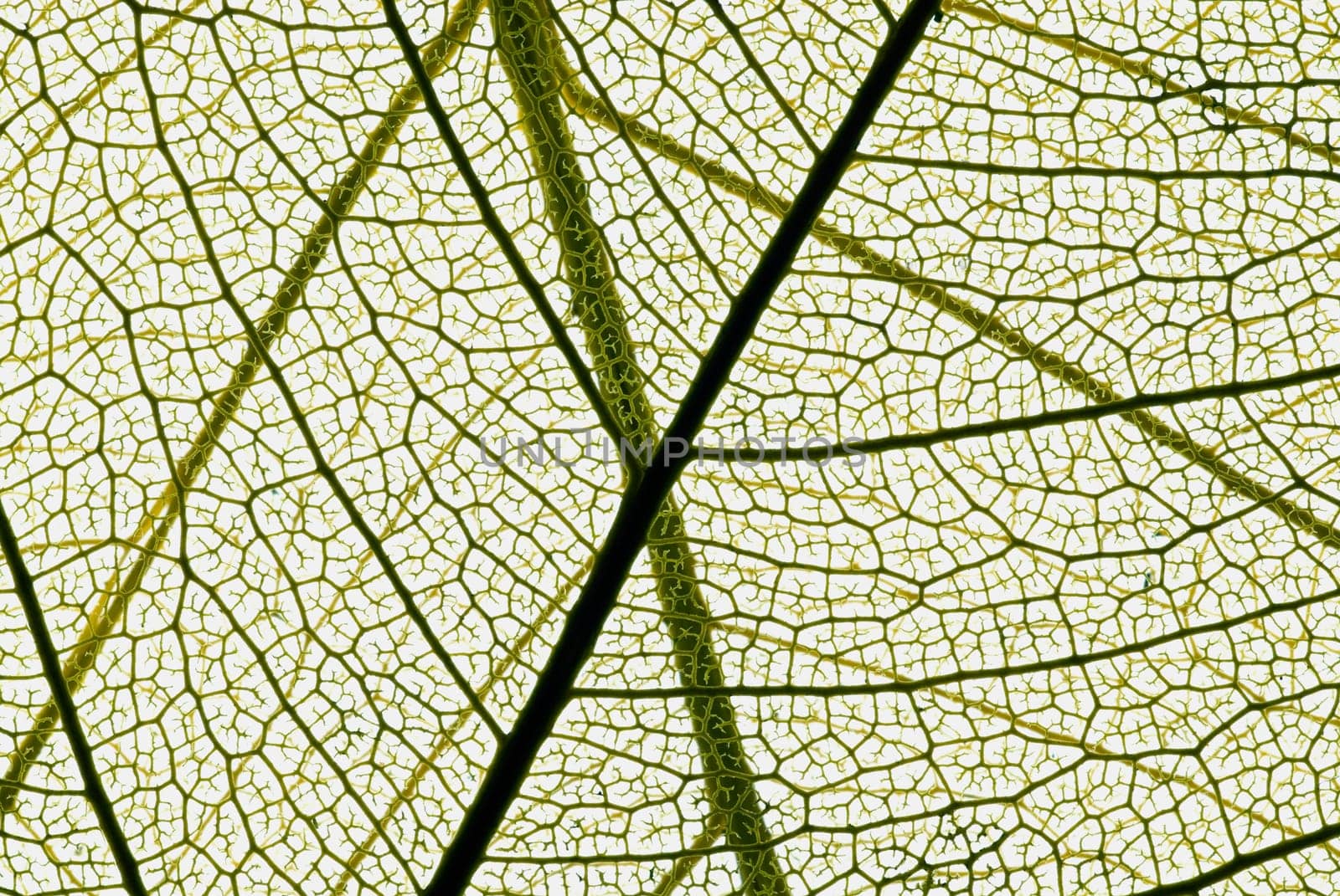 Close_up of a leaf
