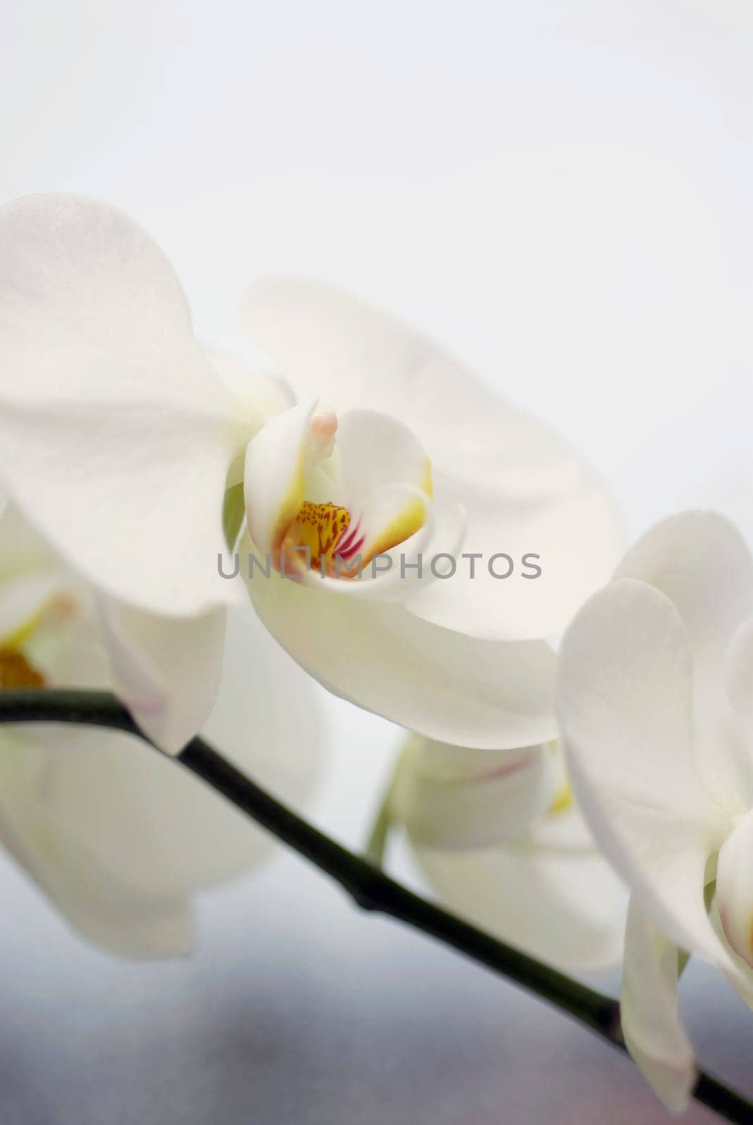 Close_up of white flowers