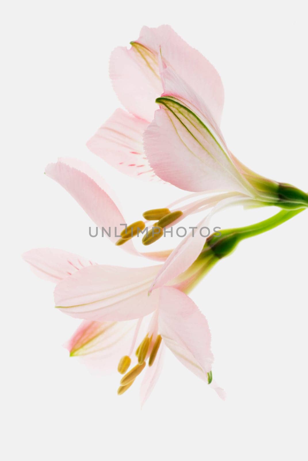 Close_up of a flower
