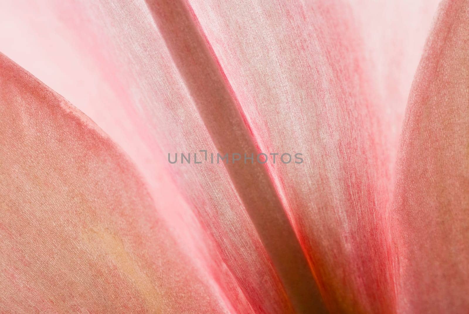 Close_up of a flower