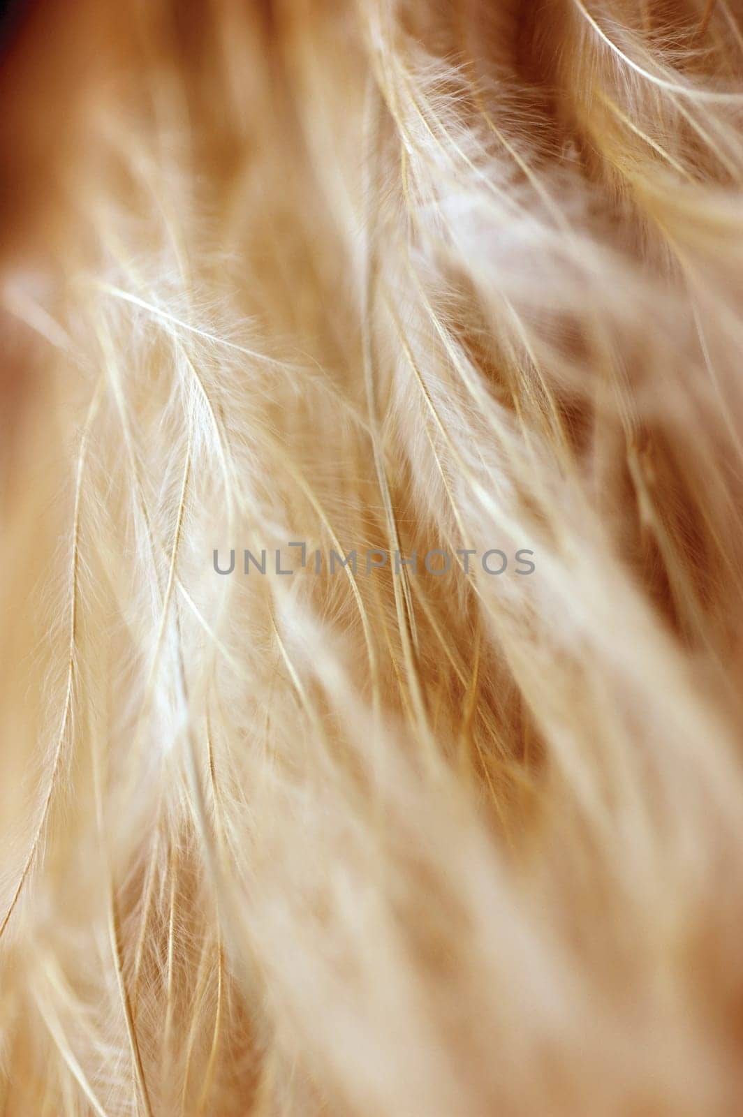 Close-up of dried weeds