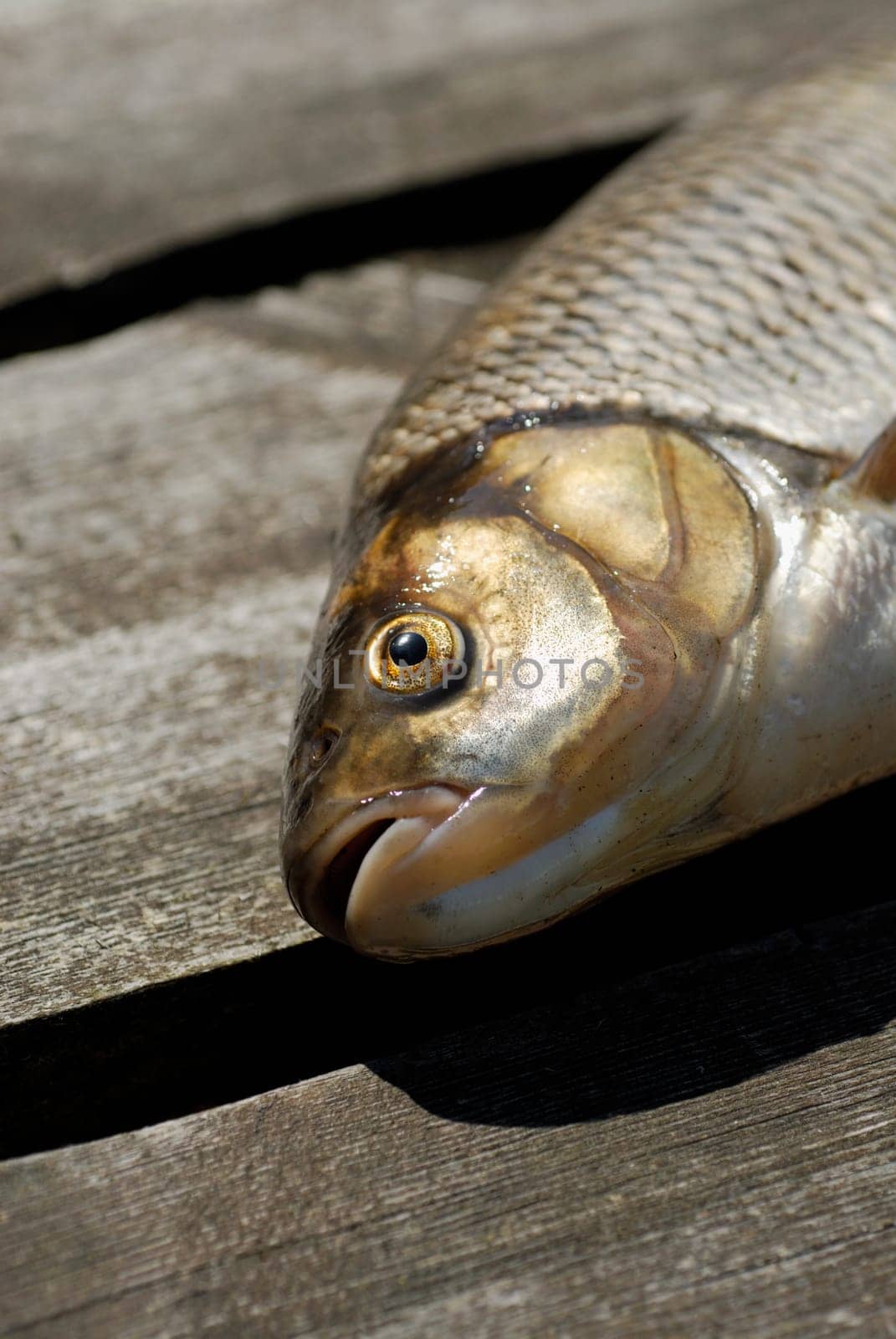 Close-up of a fish on a pier
