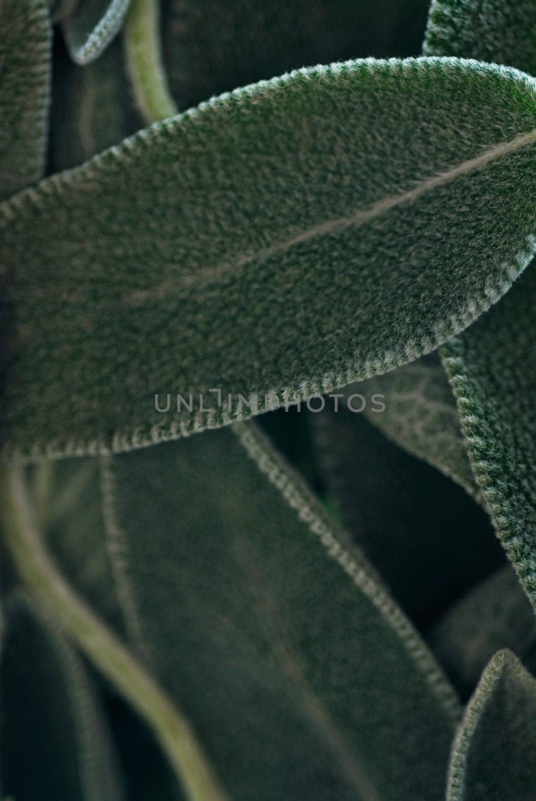 Close_up of leaves