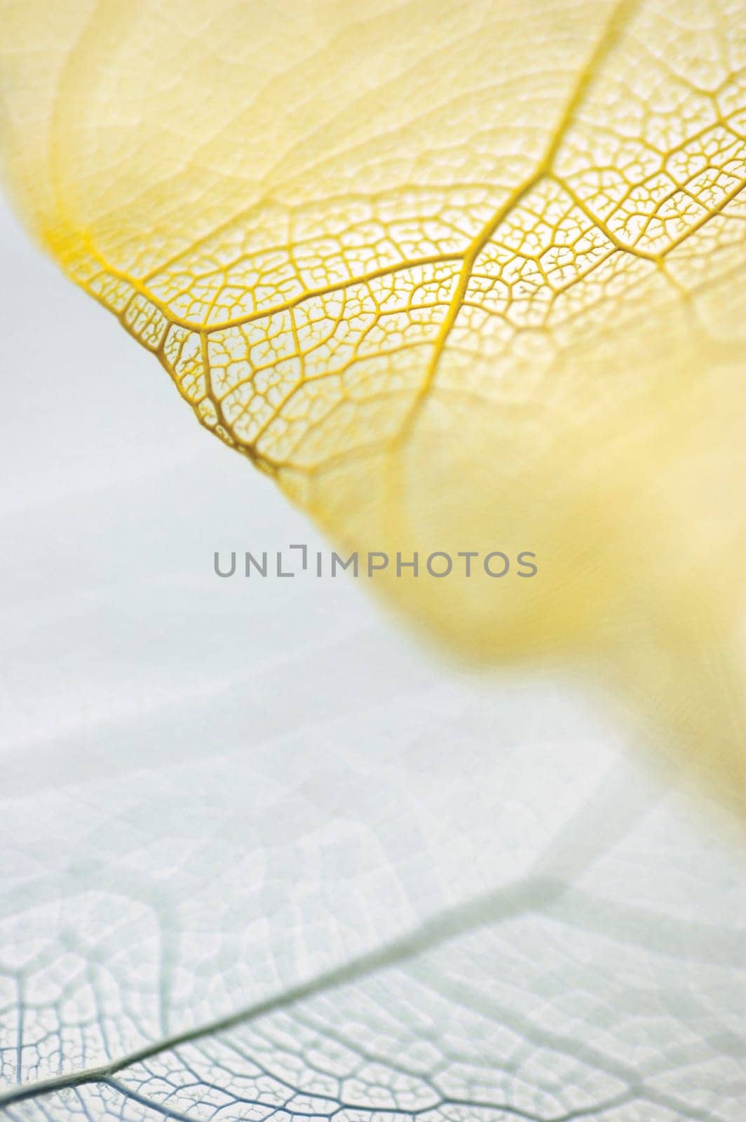 Close-up of dried leaves