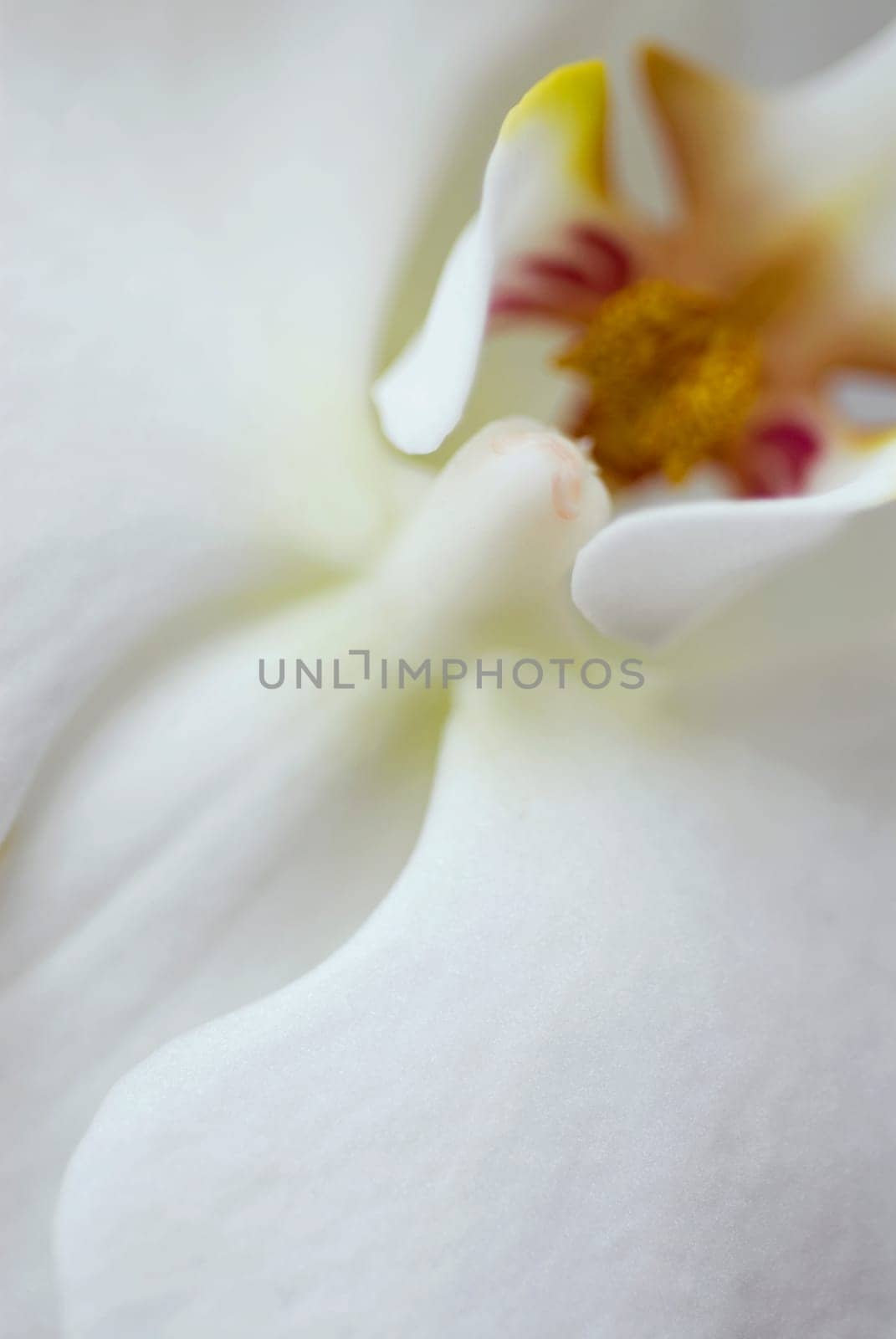 Close_up of a white flower