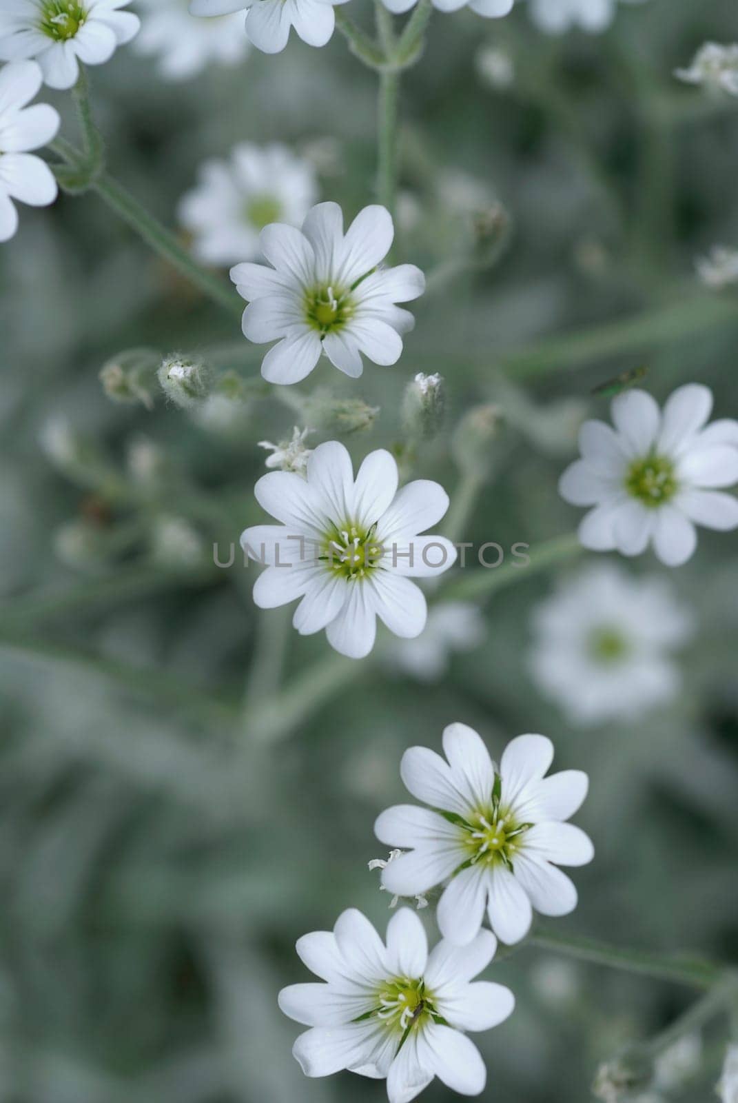 Close-up of flowers
