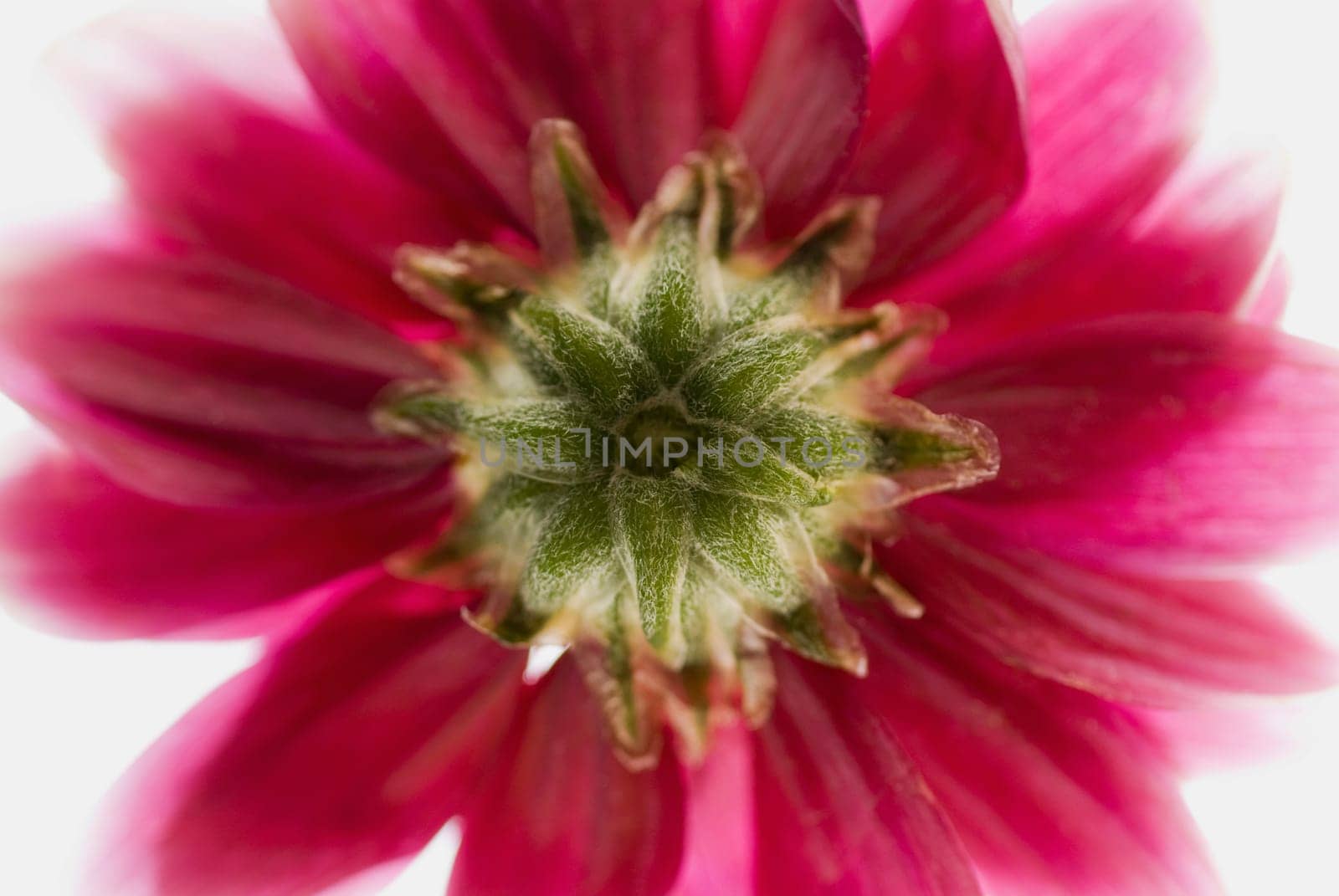 Close_up of a flower