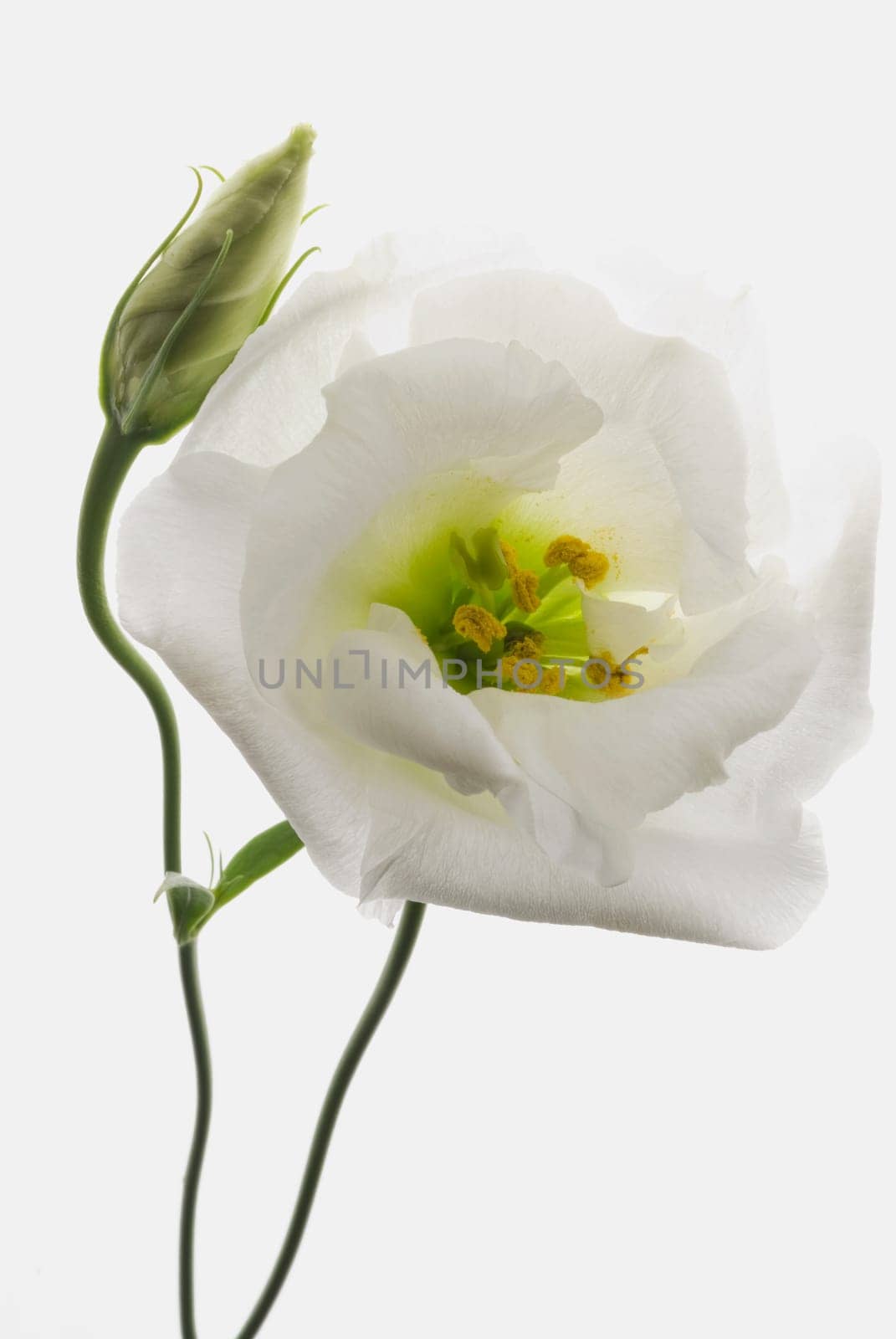 Close_up of a flower