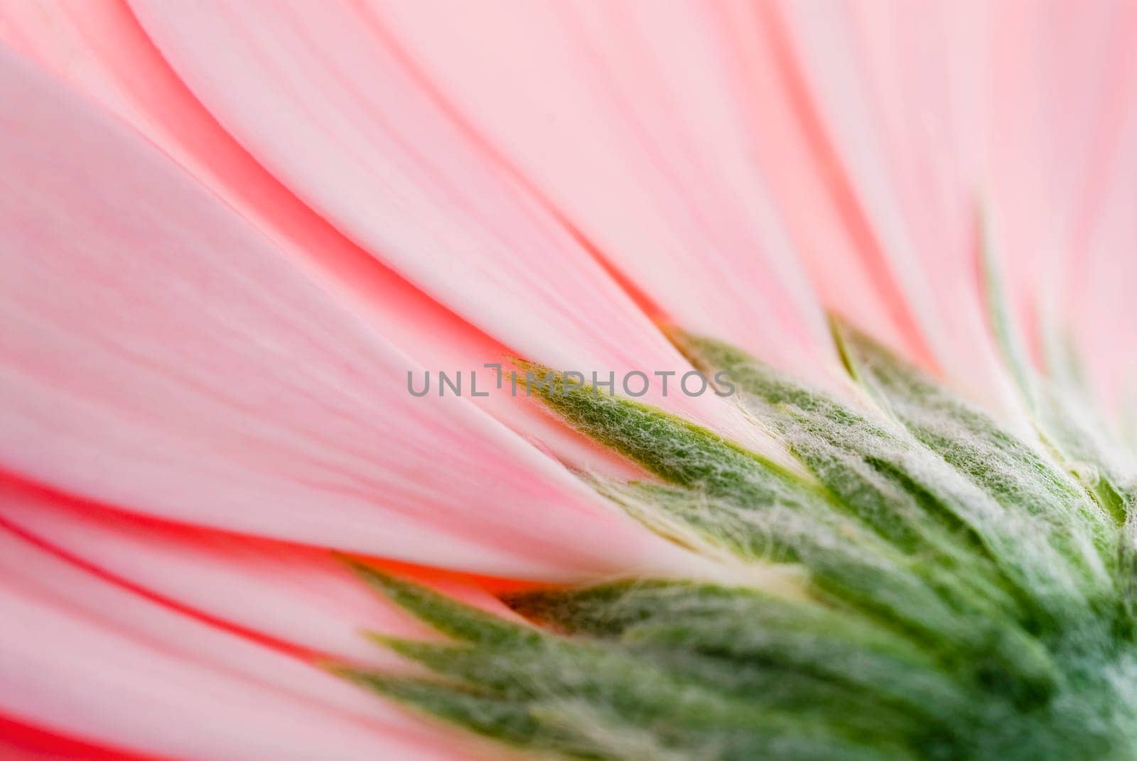 Close_up of a pink flower