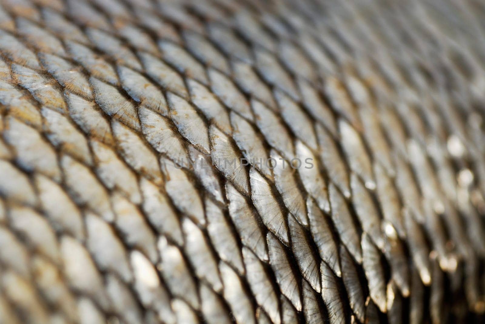 Close-up of a fishing net