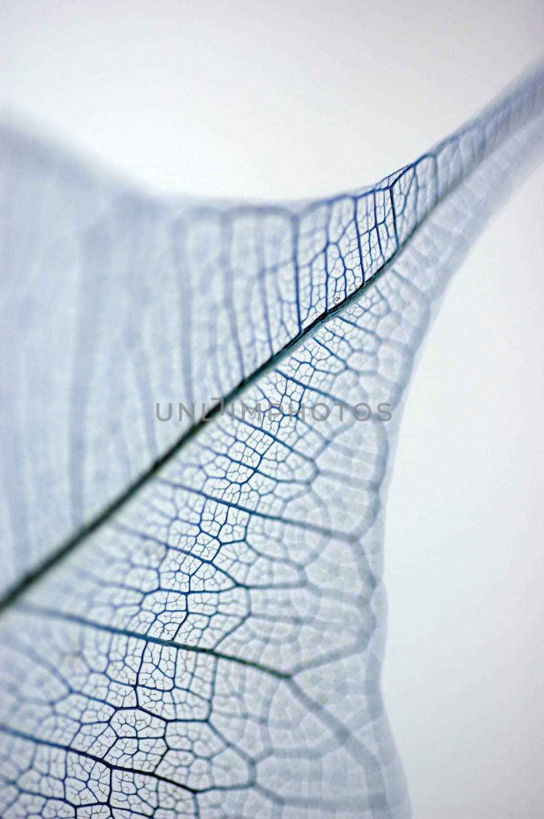 Close-up of a dried pipal leaf vein