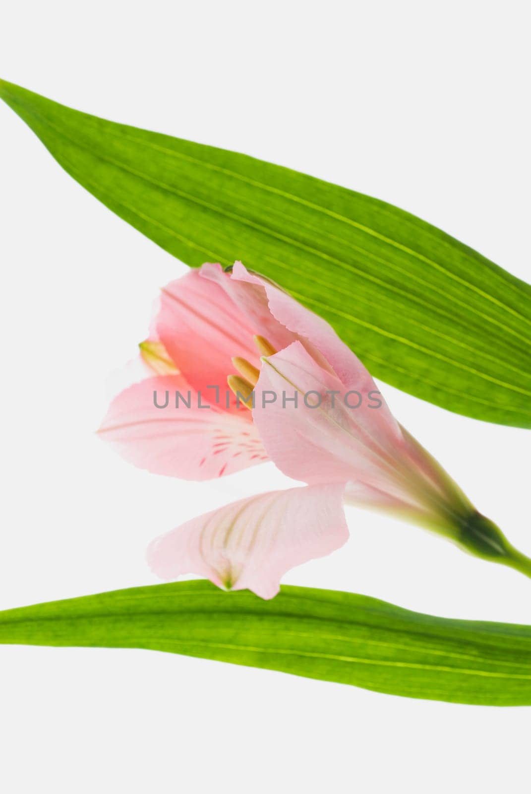 Close_up of a pink flower