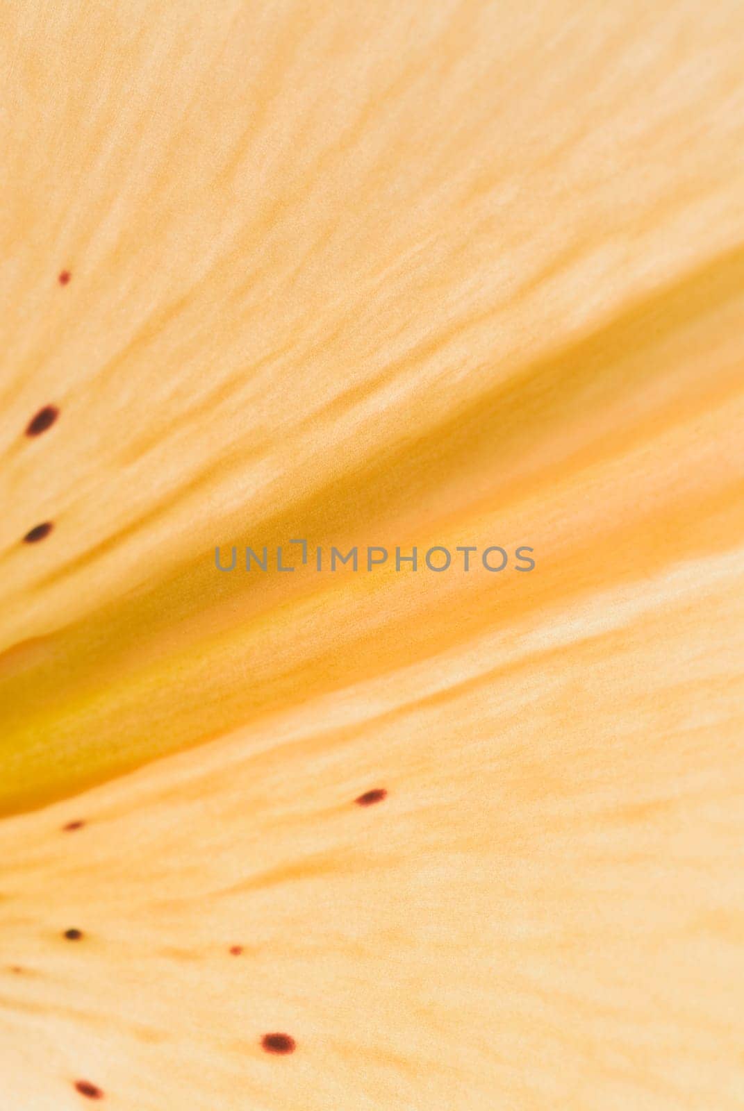 Close_up of a yellow petal of a flower