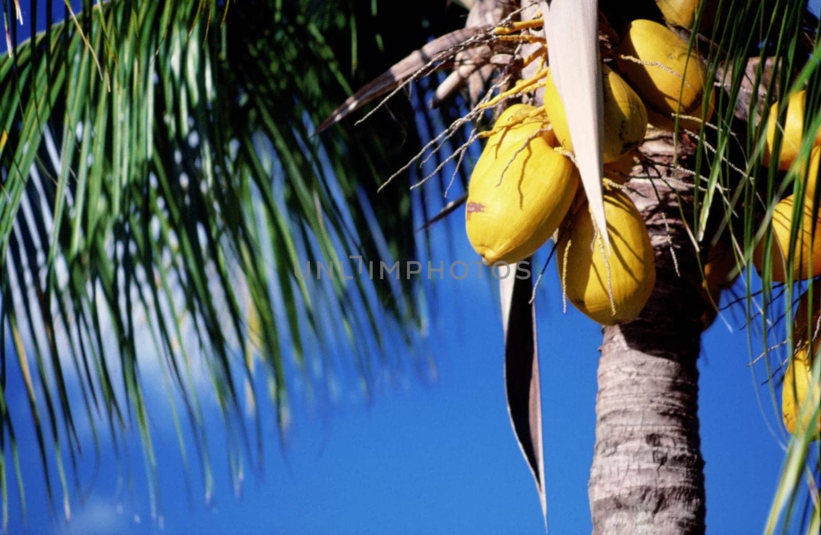 Low angle view of a coconut palm tree