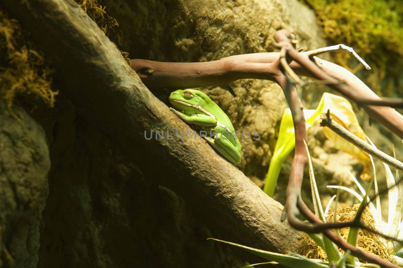 Tree frog perching on the branch of a tree