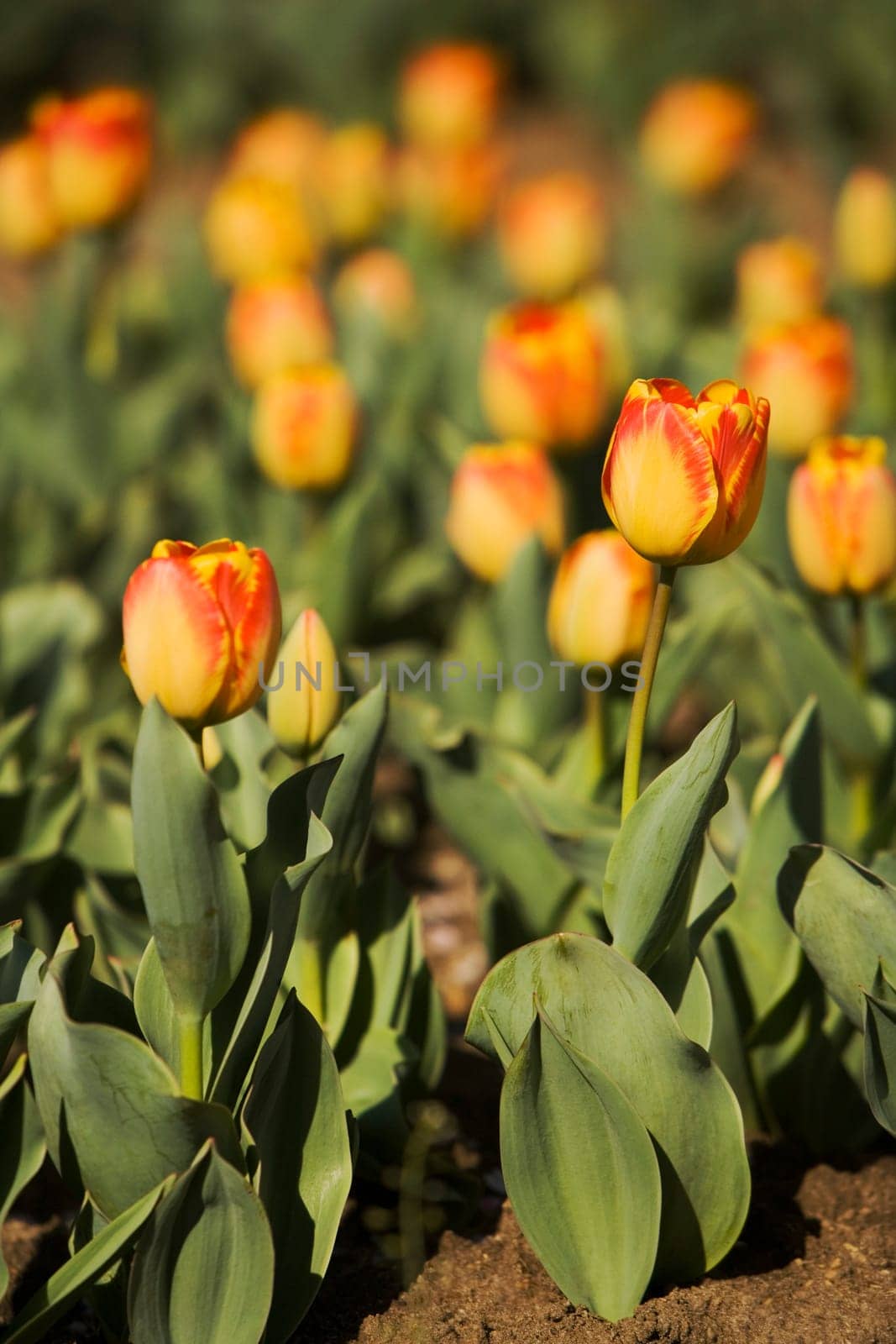 Close-up of tulip flowers