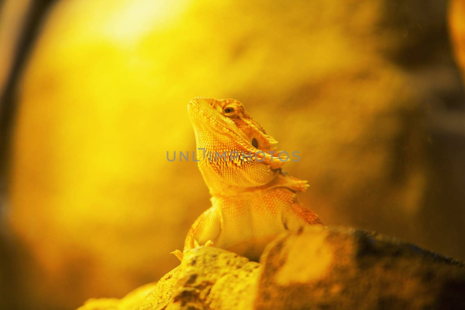 Close-up of a chameleon on a rock (Chamaeloninae)