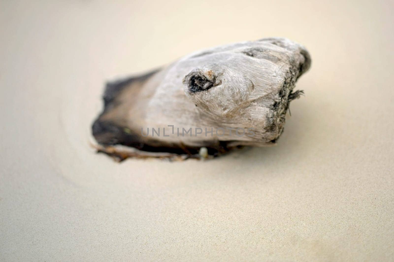 Close-up of driftwood in the sand