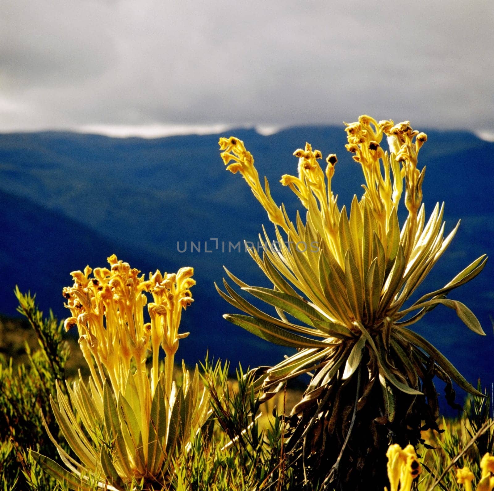 Close-up of a flowering plant