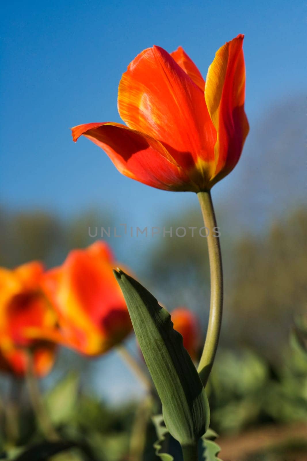 Close-up of tulip flowers