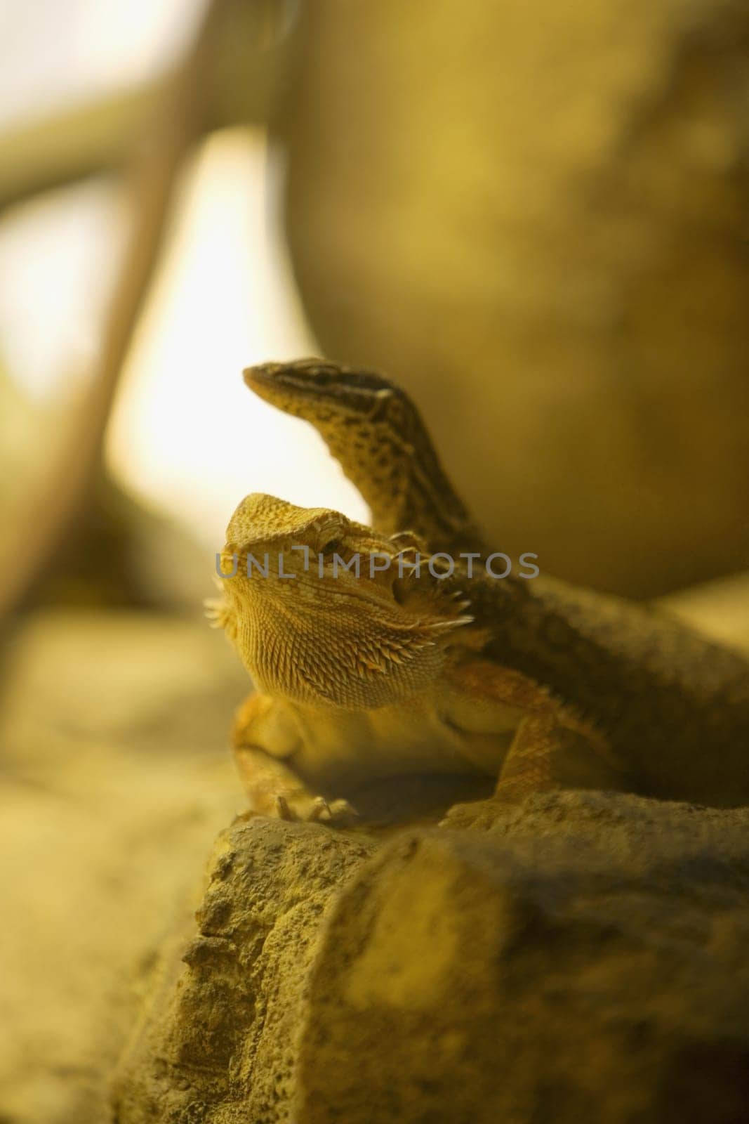 Close-up of a chameleon and a skink (Chamaeloninae)