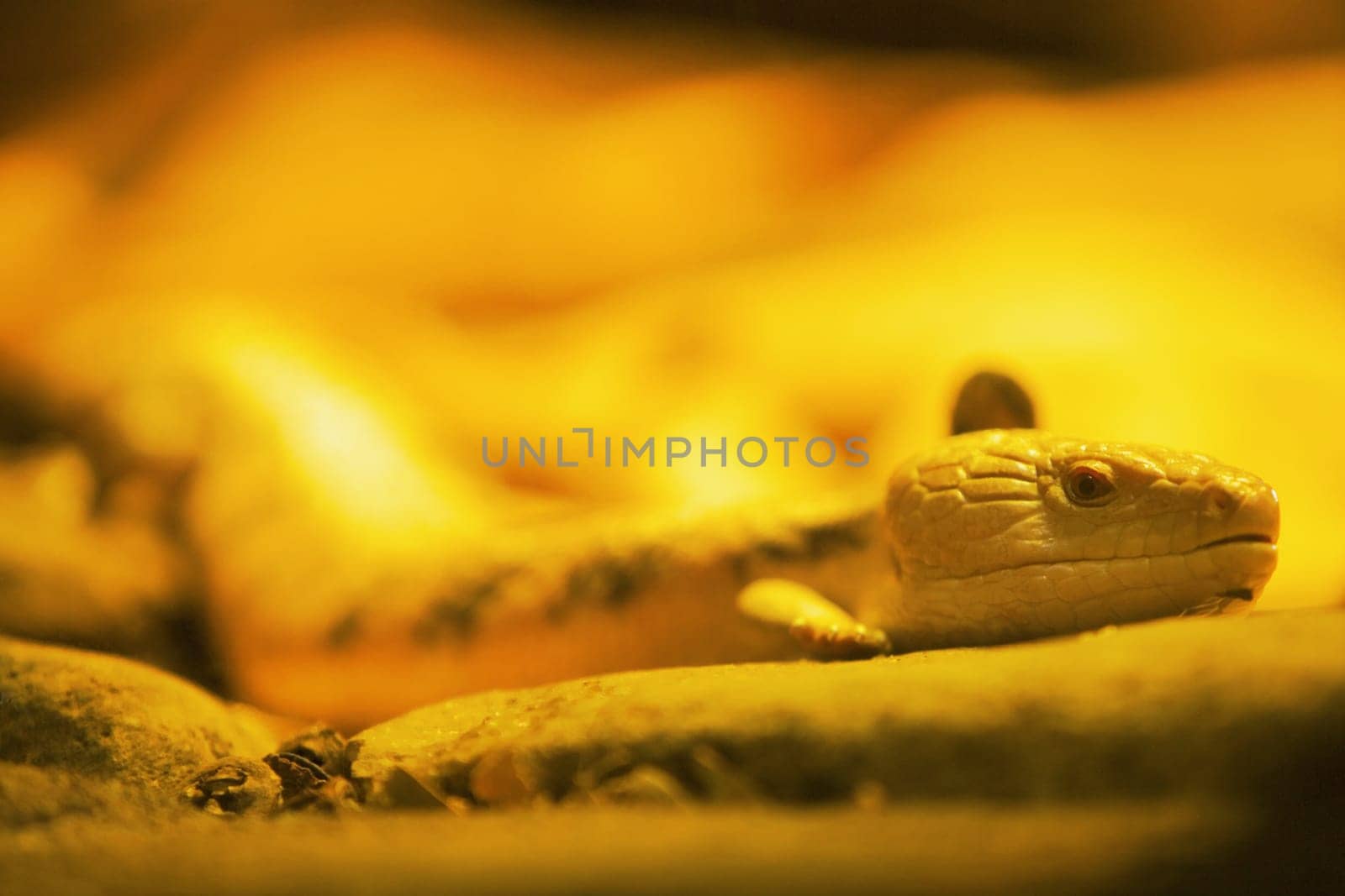 Close-up of a lizard