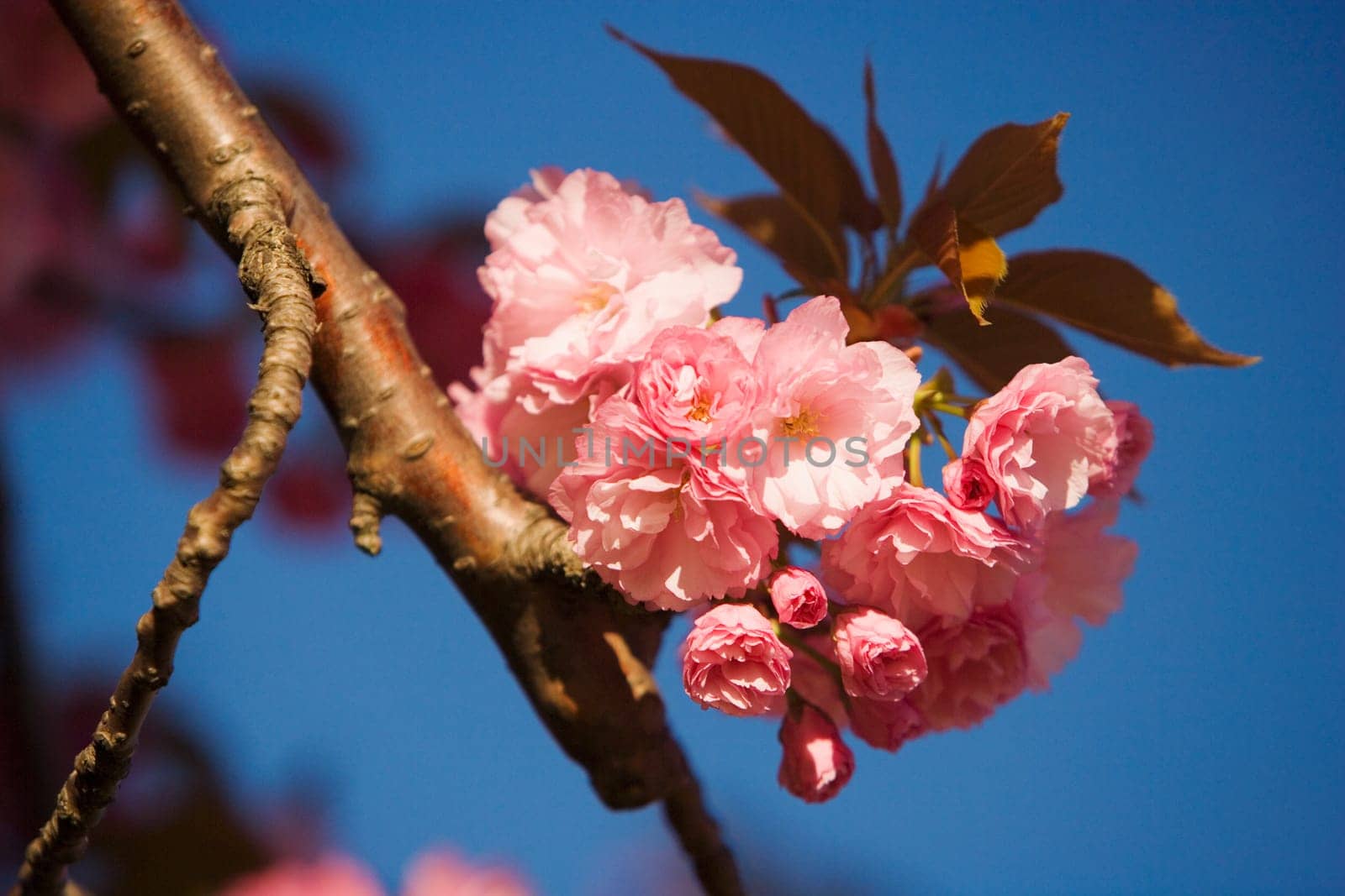 Close-up of flowers blossoming on a branch